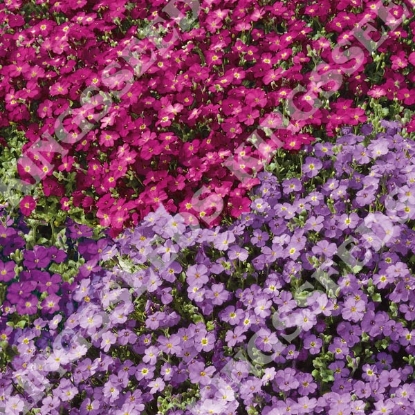 Picture of Aubrieta - Large Flowered Hybrids